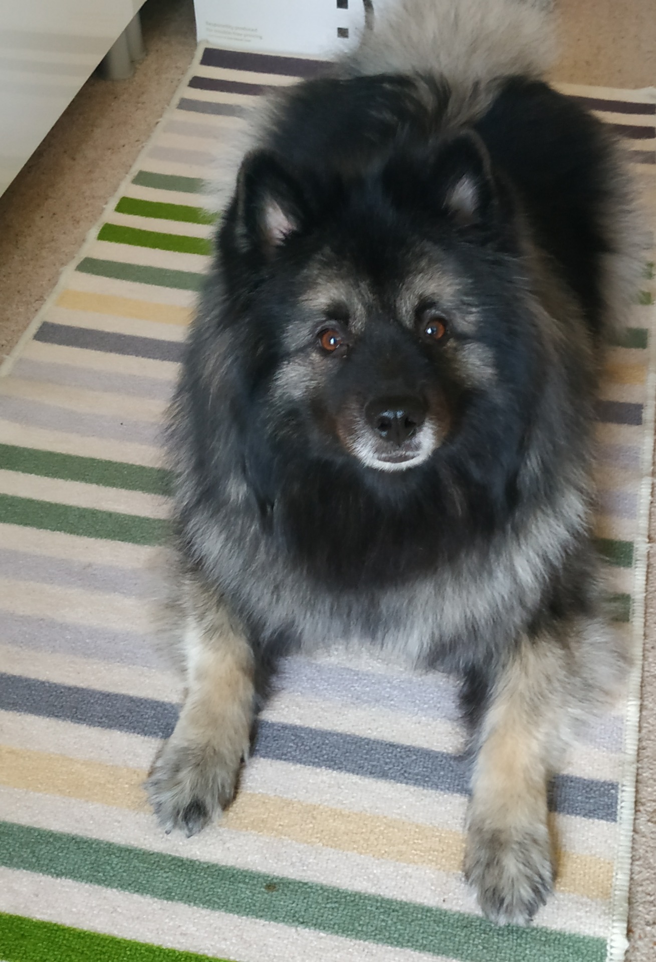 Corona Cholupický vrch